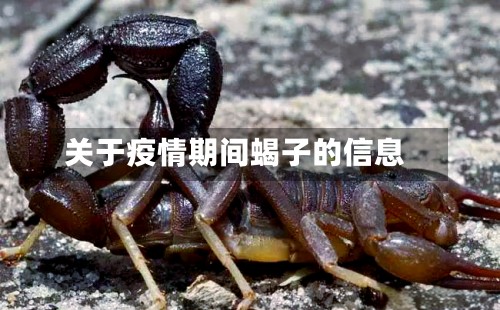 关于疫情期间蝎子的信息