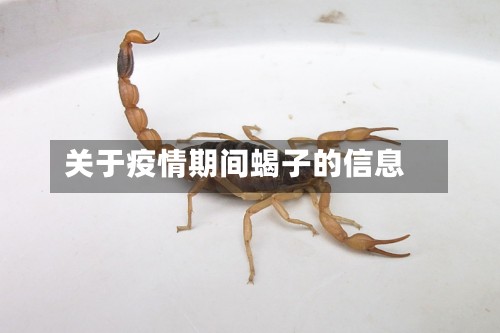 关于疫情期间蝎子的信息-第2张图片