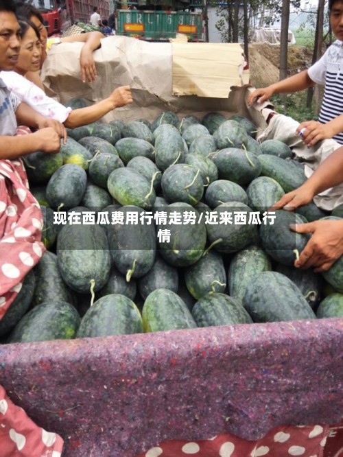 现在西瓜费用行情走势/近来西瓜行情-第2张图片