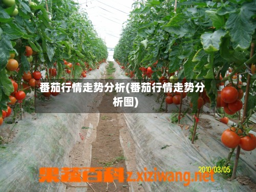 番茄行情走势分析(番茄行情走势分析图)-第2张图片