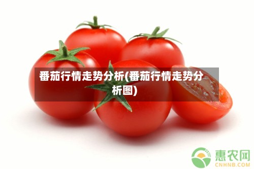 番茄行情走势分析(番茄行情走势分析图)
