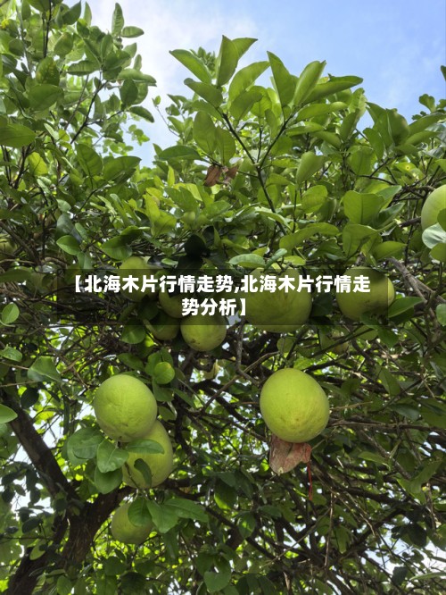 【北海木片行情走势,北海木片行情走势分析】-第2张图片
