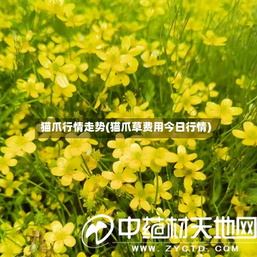 猫爪行情走势(猫爪草费用今日行情)-第2张图片