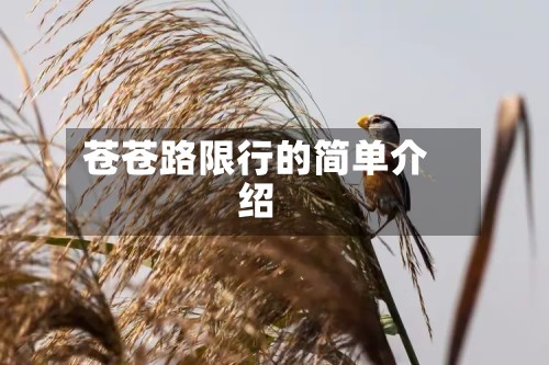 苍苍路限行的简单介绍
