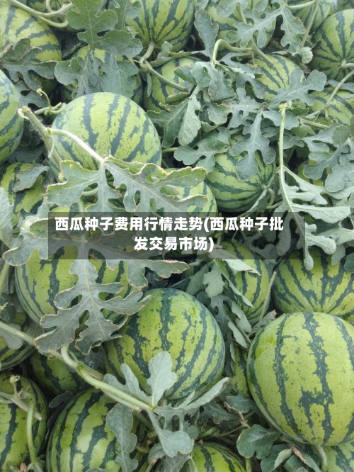 西瓜种子费用行情走势(西瓜种子批发交易市场)