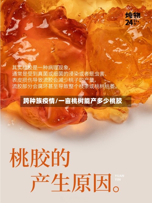 跨种族疫情/一亩桃树能产多少桃胶-第2张图片
