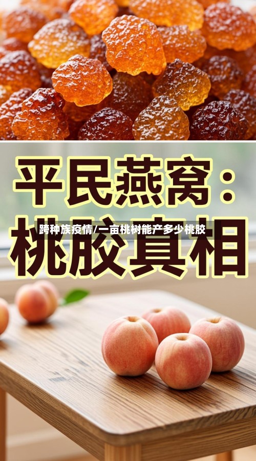 跨种族疫情/一亩桃树能产多少桃胶