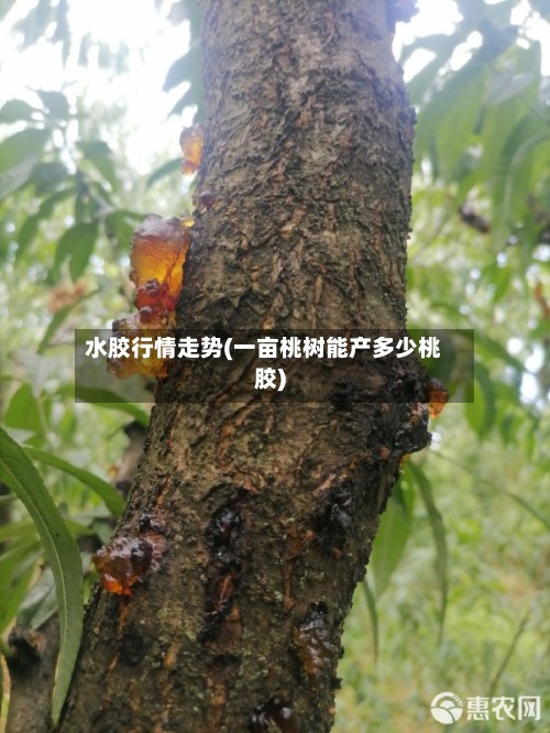 水胶行情走势(一亩桃树能产多少桃胶)-第2张图片