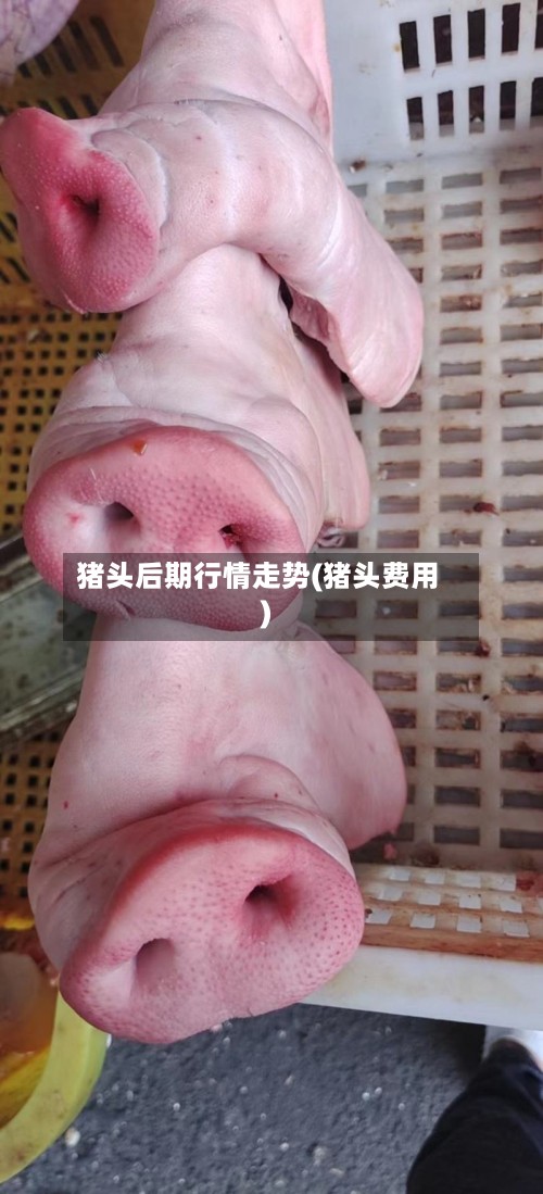 猪头后期行情走势(猪头费用)