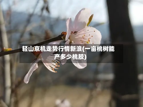 轻山京机走势行情新浪(一亩桃树能产多少桃胶)