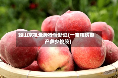 轻山京机走势行情新浪(一亩桃树能产多少桃胶)-第2张图片