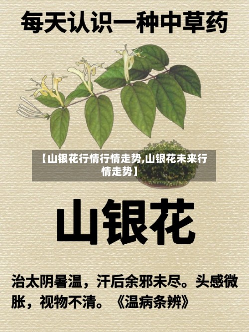 【山银花行情行情走势,山银花未来行情走势】-第3张图片
