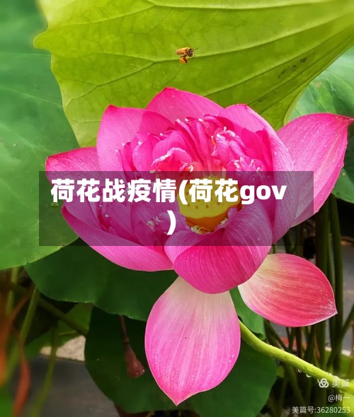 荷花战疫情(荷花gov)