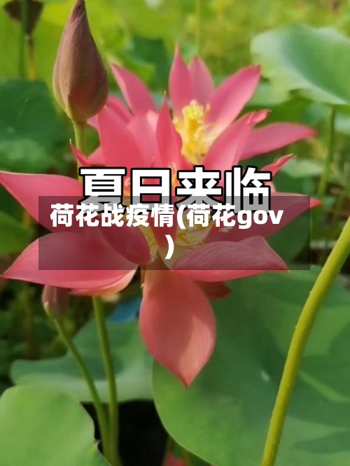 荷花战疫情(荷花gov)-第2张图片
