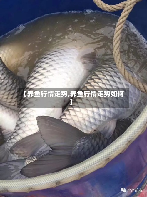 【养鱼行情走势,养鱼行情走势如何】-第3张图片
