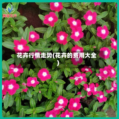 花卉行情走势(花卉的费用大全)