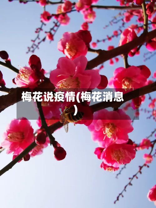 梅花说疫情(梅花消息)