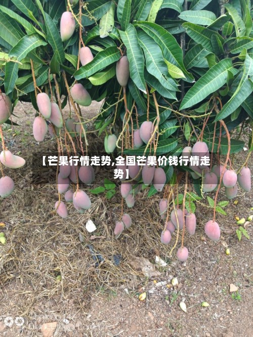 【芒果行情走势,全国芒果价钱行情走势】-第2张图片