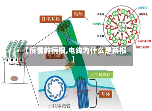 【疫情的病根,电线为什么是两根】-第2张图片