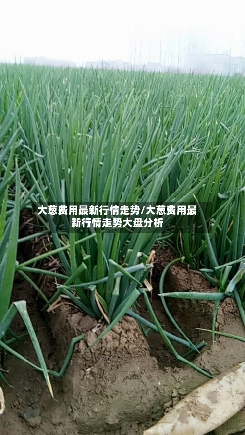 大葱费用最新行情走势/大葱费用最新行情走势大盘分析