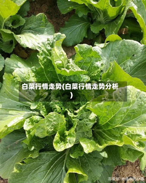 白菜行情走势(白菜行情走势分析)-第2张图片