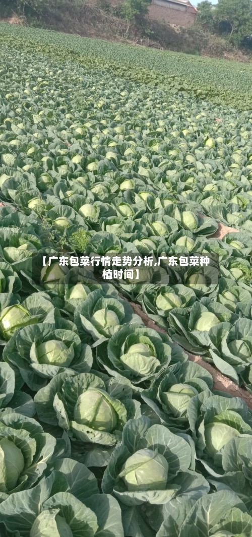 【广东包菜行情走势分析,广东包菜种植时间】