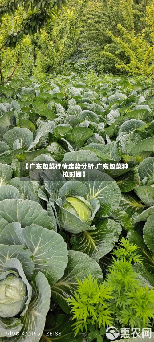 【广东包菜行情走势分析,广东包菜种植时间】-第2张图片