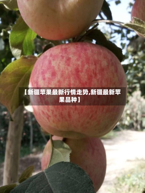 【新疆苹果最新行情走势,新疆最新苹果品种】-第2张图片