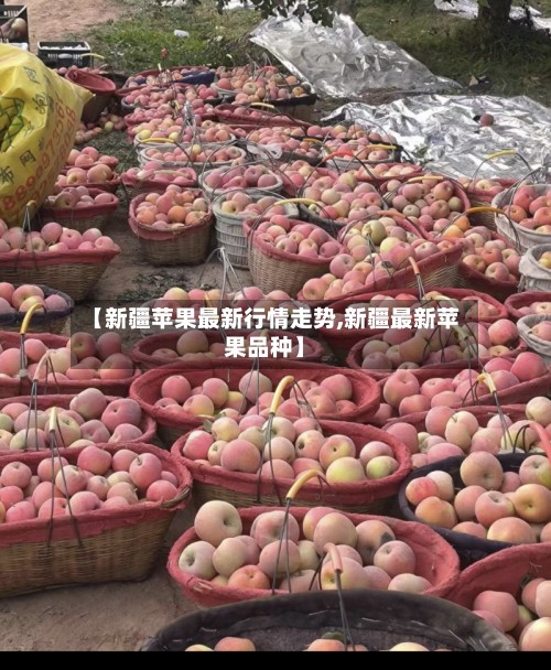 【新疆苹果最新行情走势,新疆最新苹果品种】-第3张图片