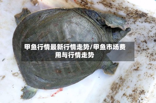 甲鱼行情最新行情走势/甲鱼市场费用与行情走势-第2张图片