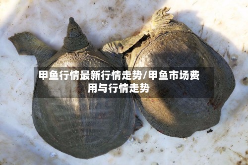 甲鱼行情最新行情走势/甲鱼市场费用与行情走势