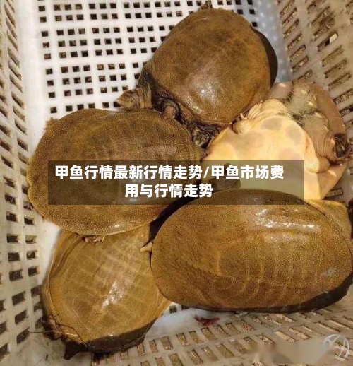 甲鱼行情最新行情走势/甲鱼市场费用与行情走势-第3张图片