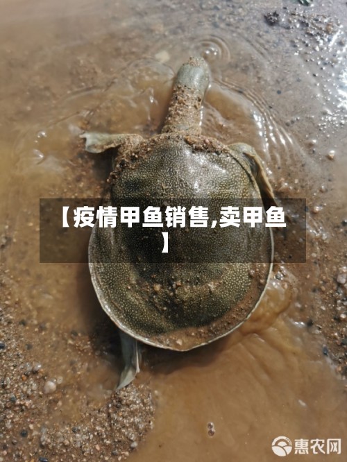 【疫情甲鱼销售,卖甲鱼】-第2张图片