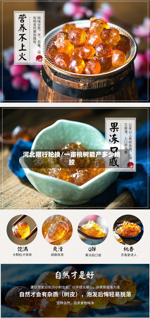 河北限行轮换/一亩桃树能产多少桃胶