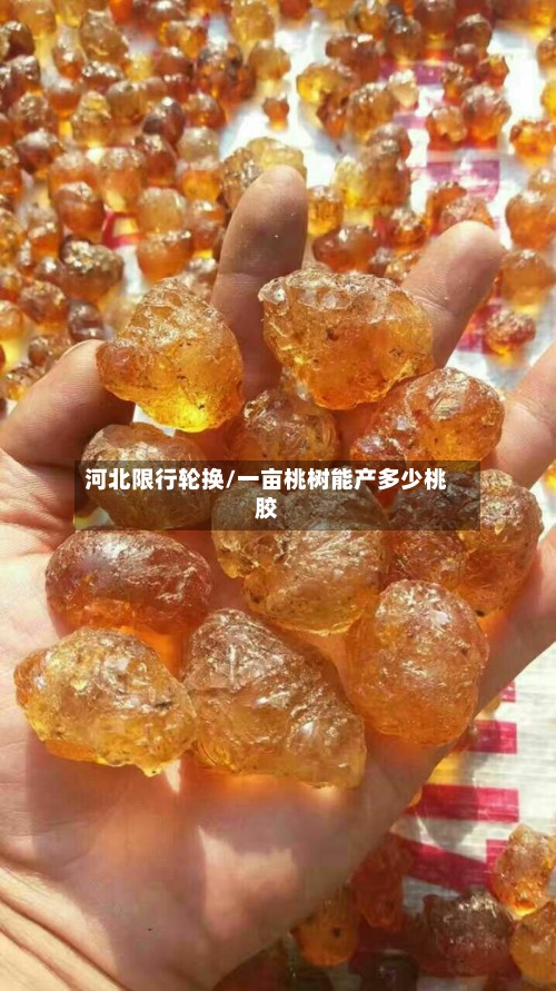 河北限行轮换/一亩桃树能产多少桃胶-第3张图片