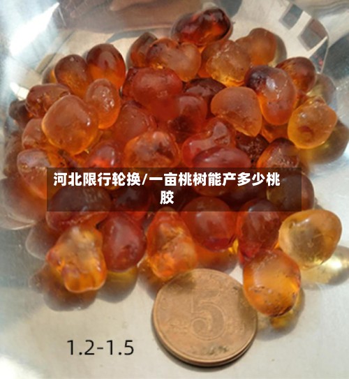 河北限行轮换/一亩桃树能产多少桃胶-第2张图片