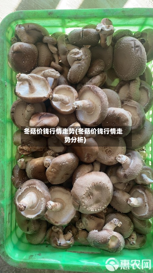 冬菇价钱行情走势(冬菇价钱行情走势分析)