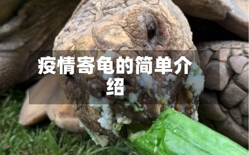 疫情寄龟的简单介绍