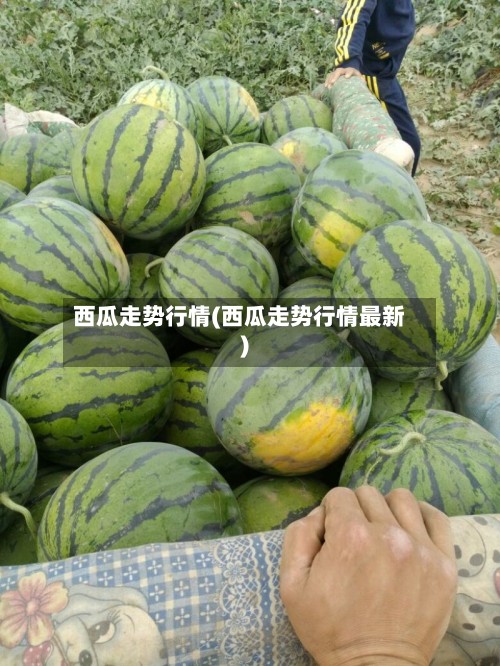 西瓜走势行情(西瓜走势行情最新)-第2张图片