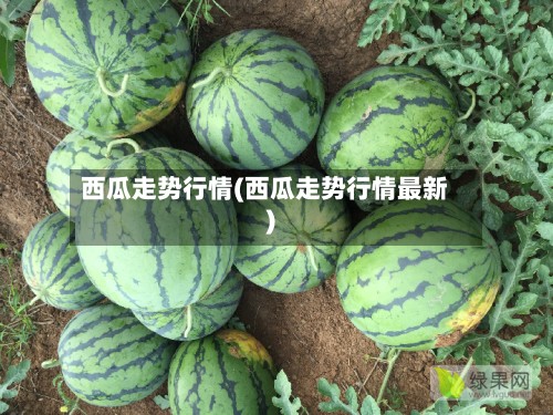 西瓜走势行情(西瓜走势行情最新)
