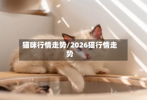 猫咪行情走势/2026猫行情走势