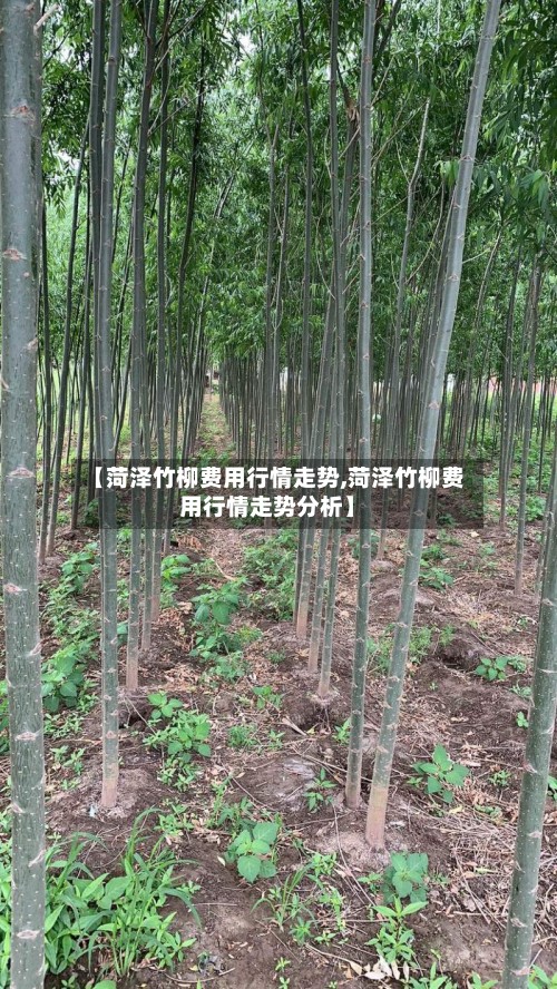 【菏泽竹柳费用行情走势,菏泽竹柳费用行情走势分析】