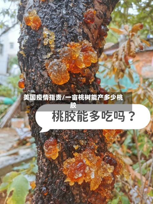 美国疫情指责/一亩桃树能产多少桃胶