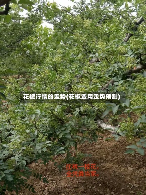 花椒行情的走势(花椒费用走势预测)-第2张图片