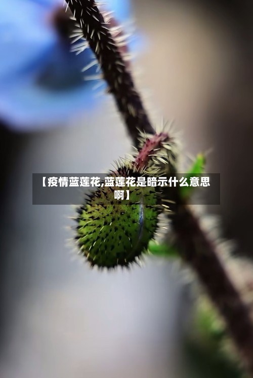 【疫情蓝莲花,蓝莲花是暗示什么意思啊】