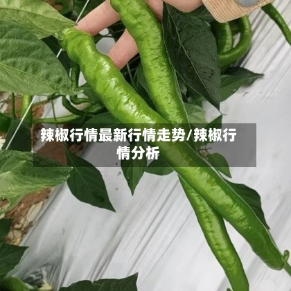 辣椒行情最新行情走势/辣椒行情分析-第2张图片