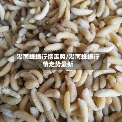 湖南蜂蛹行情走势/湖南蜂蛹行情走势最新