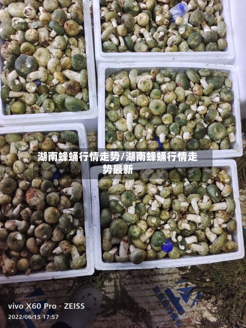湖南蜂蛹行情走势/湖南蜂蛹行情走势最新-第2张图片