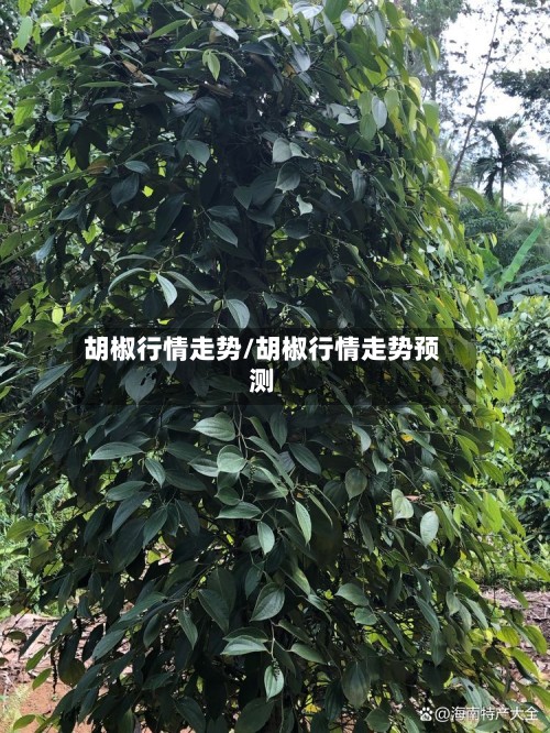 胡椒行情走势/胡椒行情走势预测
