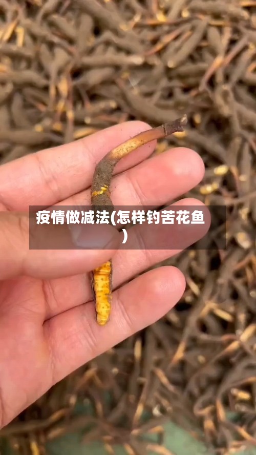 疫情做减法(怎样钓苦花鱼)